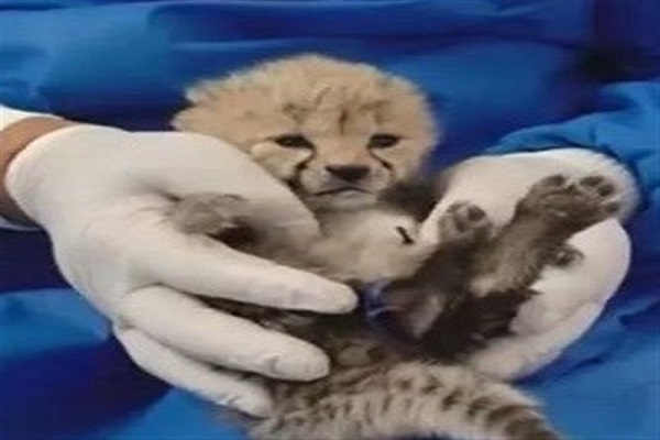 اعتراف سازمان محیط زیست اعتراف کرد! / توله سوم هم در معرض خطر است اعتراف سازمان محیط زیست اعتراف کرد! / توله سوم هم در معرض خطر است