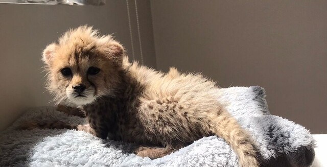 تنها یوز باقیمانده از «ایران» ۲ ماهه شد / محیط زیست: تولهیوز از کنسرو و پیشغذاهای مخصوص، به مرحله گوشتخواری رسیده تنها یوز باقیمانده از «ایران» ۲ ماهه شد / محیط زیست: تولهیوز از کنسرو و پیشغذاهای مخصوص، به مرحله گوشتخواری رسیده