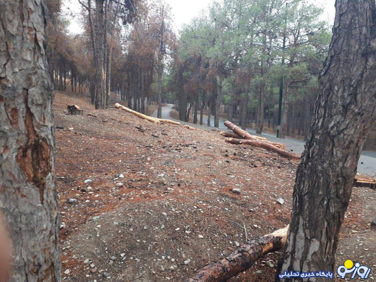 سرنوشت تلخ درختان چیتگر؛ ماجرا چیست؟ سرنوشت تلخ درختان چیتگر؛ ماجرا چیست؟