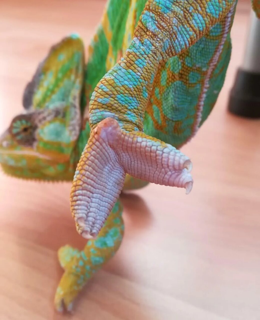 حیواناتی که شکل پای آنها خیلی عجیب است!