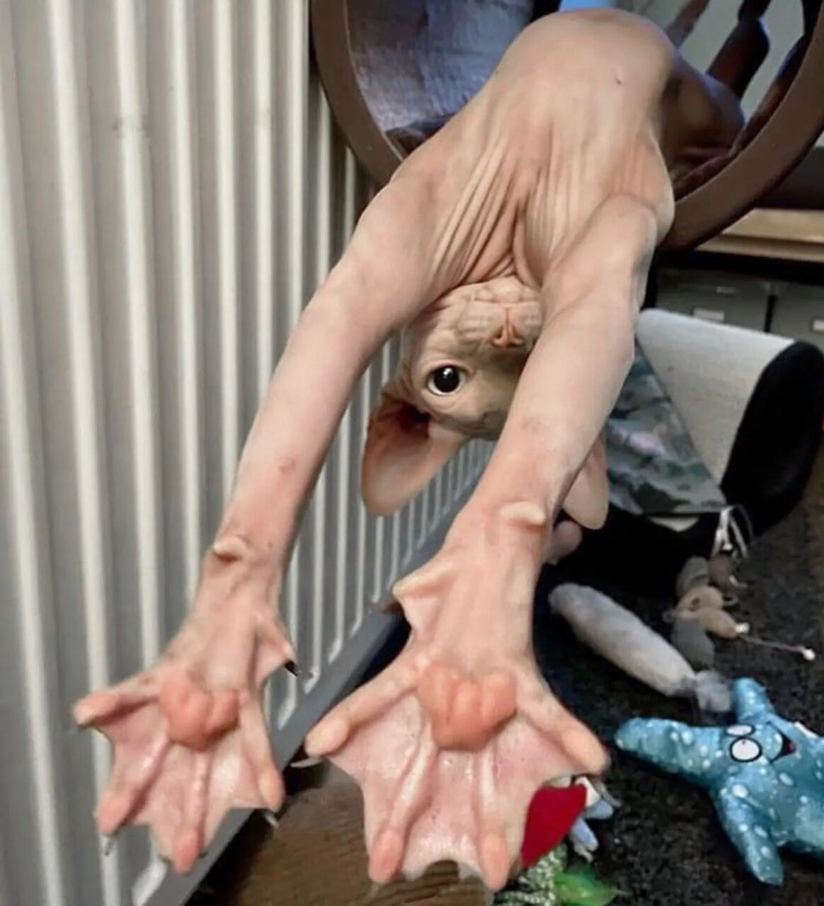 حیواناتی که شکل پای آنها خیلی عجیب است!