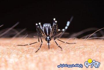 تب دنگی در حاشیه، تب تند سیاست در کانون؛ غفلت از یک اپیدمی در دوره گذار دولت/ «امیدوارم مانند کووید ۱۹ در سال ۹۹ مجددا غافلگیر نشویم» تب دنگی در حاشیه، تب تند سیاست در کانون؛ غفلت از یک اپیدمی در دوره گذار دولت/ «امیدوارم مانند کووید ۱۹ در سال ۹۹ مجددا غافلگیر نشویم»