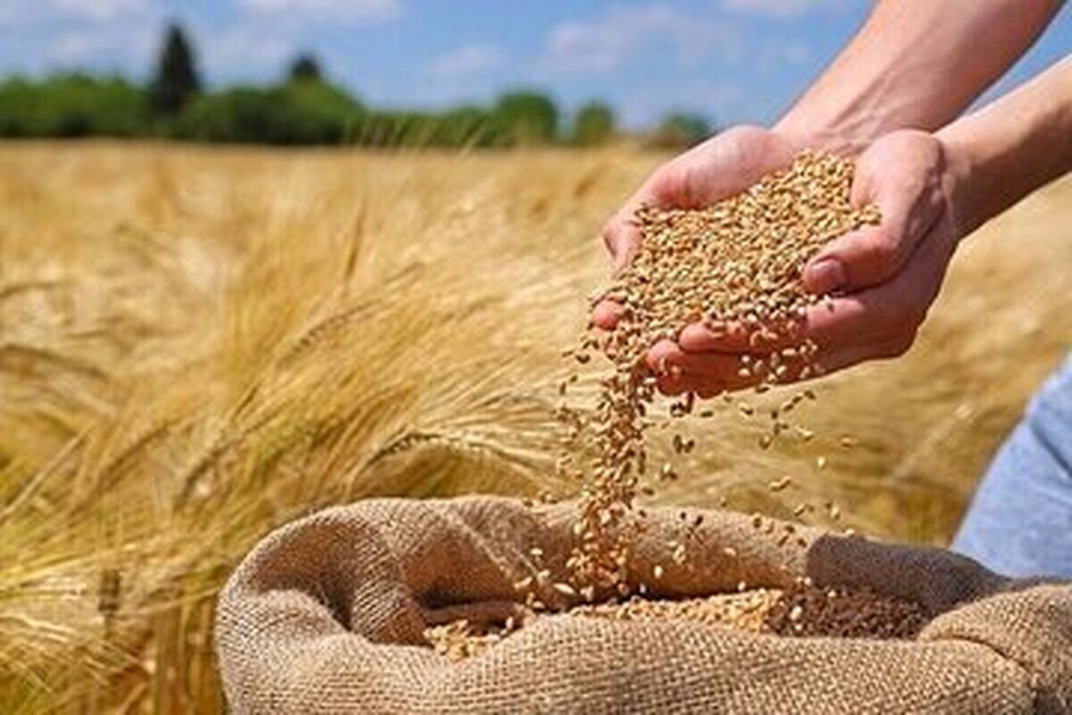 گندمکاران بخوانند/ خبر مهم درباره رقم پرداخت مطالبات گندمکاران