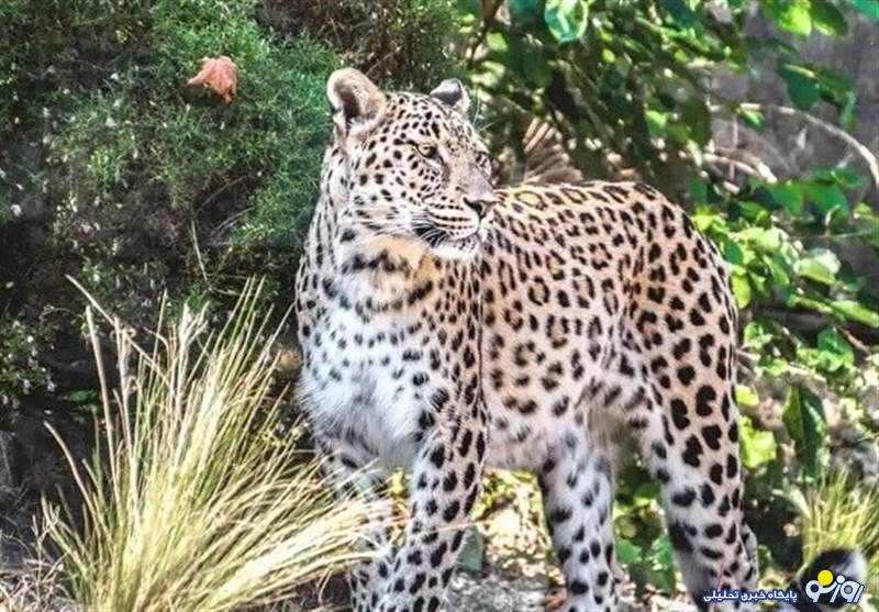 تصویری کمنظیر از پلنگ ایرانی در شهرستان درگز تصویری کمنظیر از پلنگ ایرانی در شهرستان درگز